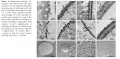 Thumbnail for version as of 14:00, 23 May 2014
