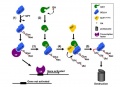 Thumbnail for version as of 16:18, 27 May 2014