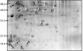 Thumbnail for version as of 06:31, 18 July 2016