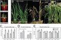 Thumbnail for version as of 09:17, 1 June 2014