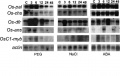 Thumbnail for version as of 13:13, 9 June 2014