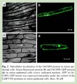 Thumbnail for version as of 16:28, 8 June 2014