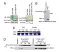Thumbnail for version as of 08:46, 7 June 2014