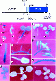 Thumbnail for version as of 02:40, 23 May 2014