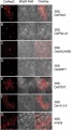 Thumbnail for version as of 13:21, 13 May 2014