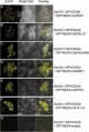 Thumbnail for version as of 13:21, 13 May 2014