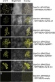 Thumbnail for version as of 14:58, 13 May 2014