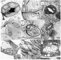 Thumbnail for version as of 07:10, 31 May 2014