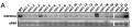 Thumbnail for version as of 12:10, 8 June 2014