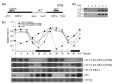 Thumbnail for version as of 07:08, 21 May 2014
