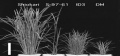 Thumbnail for version as of 08:58, 19 May 2014