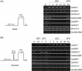 Thumbnail for version as of 14:57, 13 May 2014