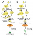 Thumbnail for version as of 05:47, 21 May 2014