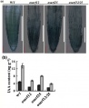 Thumbnail for version as of 16:52, 25 May 2014