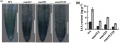 Thumbnail for version as of 16:57, 25 May 2014