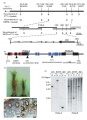Thumbnail for version as of 12:03, 10 June 2014