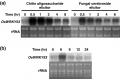 Thumbnail for version as of 09:02, 6 June 2014