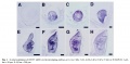 Thumbnail for version as of 16:39, 4 June 2014