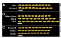 Thumbnail for version as of 10:21, 23 May 2014