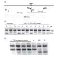 Thumbnail for version as of 01:47, 20 May 2014