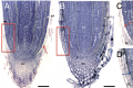 Thumbnail for version as of 18:05, 7 May 2014