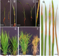 Thumbnail for version as of 16:12, 25 May 2014