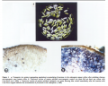 Thumbnail for version as of 08:58, 29 May 2014