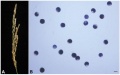 Thumbnail for version as of 05:50, 31 May 2014