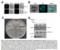 Thumbnail for version as of 07:05, 25 May 2014