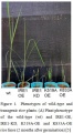 Thumbnail for version as of 10:23, 8 May 2014