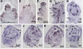 Thumbnail for version as of 04:42, 7 June 2014