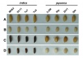 Thumbnail for version as of 14:12, 13 May 2014