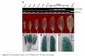 Thumbnail for version as of 10:00, 5 June 2014