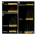 Thumbnail for version as of 04:11, 22 May 2014
