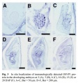 Thumbnail for version as of 16:57, 4 June 2014