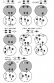 Thumbnail for version as of 12:30, 6 June 2014