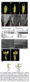 Thumbnail for version as of 08:49, 23 May 2014