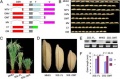 Thumbnail for version as of 06:36, 17 May 2014