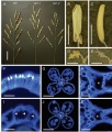 Thumbnail for version as of 10:49, 2 June 2014