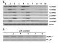 Thumbnail for version as of 07:17, 2 June 2014