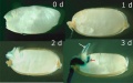 Thumbnail for version as of 13:01, 10 June 2014