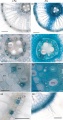 Thumbnail for version as of 13:03, 10 June 2014