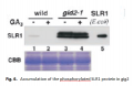 Thumbnail for version as of 07:09, 22 May 2014