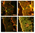 Thumbnail for version as of 05:04, 26 May 2014