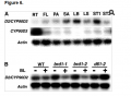 Thumbnail for version as of 07:51, 1 June 2014