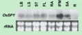 Thumbnail for version as of 03:15, 23 May 2014