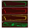 Thumbnail for version as of 06:52, 2 June 2014