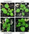 Thumbnail for version as of 16:33, 2 June 2014