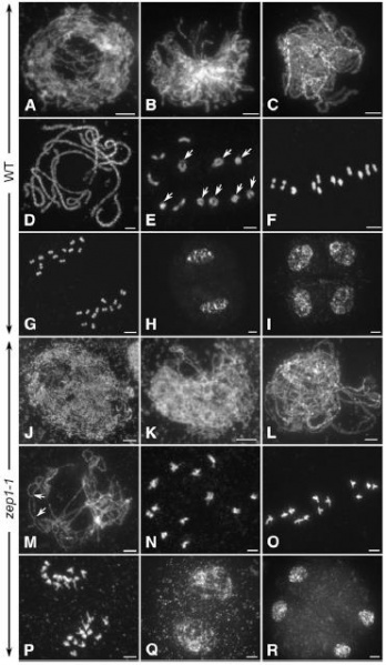 File:Figure2.jpg