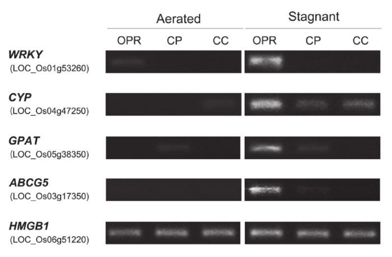 File:IC4R006-Microarray-2014-24913626-3.png